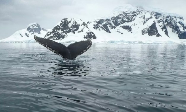 Near the South Orkneys, hundreds of whales are feeding together again but industrial krill trawlers are already there  