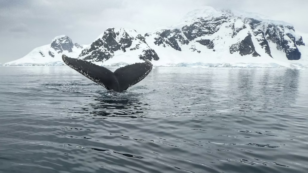 Near the South Orkneys, hundreds of whales are feeding together again but industrial krill trawlers are already there  