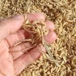 Agricultural waste that used to be left behind after harvests could become a source of electricity, turning fields into an unexpected part of the future energy system