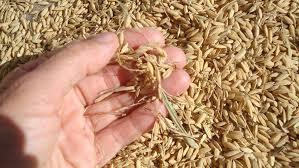 Agricultural waste that used to be left behind after harvests could become a source of electricity, turning fields into an unexpected part of the future energy system