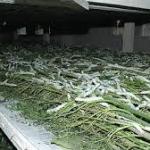 Mulberry crop dries up amid intense heat, silk cocoon farmers feel the pinch