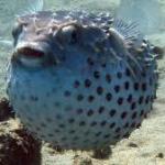Two pufferfish have appeared in Galicia, and their arrival is not just a marine curiosity but a small warning about the warmer future moving toward Spain
