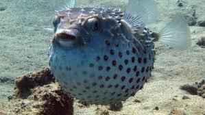 Two pufferfish have appeared in Galicia, and their arrival is not just a marine curiosity but a small warning about the warmer future moving toward Spain