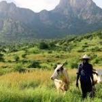 With CO2 Levels Rising, World’s Drylands Are Turning Green