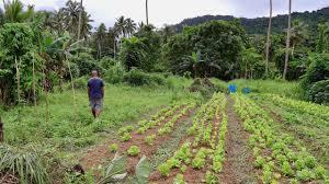 The unusual ways Fijians predict when a cyclone is approaching