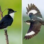 The Monsoon Bird is Here, Rains May Not Be Far Behind