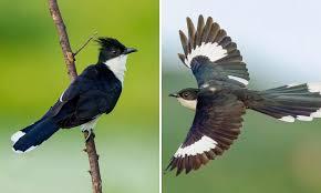 The Monsoon Bird is Here, Rains May Not Be Far Behind