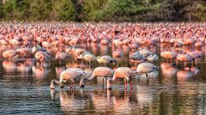 Why are flamingos in love with Mumbai? There is science behind it