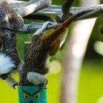 Chinese scientists identify human-like language pathway in marmoset brains