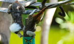 Chinese scientists identify human-like language pathway in marmoset brains