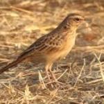 A bird thought to be extinct for 94 years is photographed alive in the African savanna