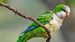 If you see parakeets flying near your home, it is not just a noisy visit: the birds may be telling you something about the local environment