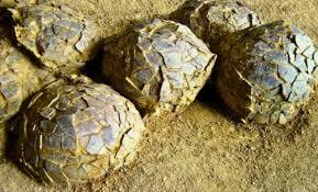 Buried for 70 Million Years, Scientists Unearth Hundreds of Dinosaur Eggs From Multiple Species Inside One Ancient Fossil Bed
