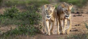 Species conservation