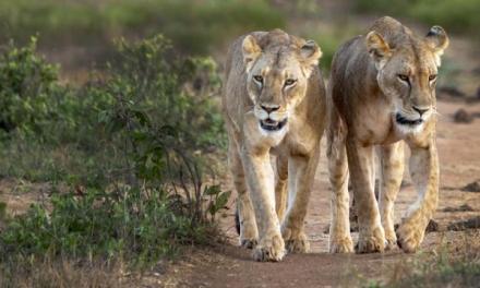 Species conservation