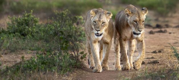 Species conservation