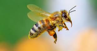 Honeybees can recognize human faces — they can be trained to distinguish between individual humans by face and continue to recognize them across different viewpoints, despite having a brain smaller than the head of a pin