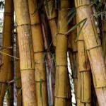 Bamboo used to grow in Europe, until a climate shift erased it from the continent