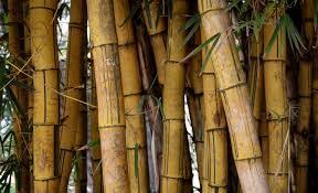 Bamboo used to grow in Europe, until a climate shift erased it from the continent