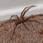 Say goodbye to spiders: the plant scent that keeps them out for good
