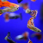 Guppies raised with screens developed brains like isolated fish