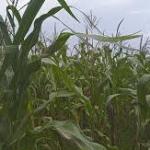 Agricultural production threatened by combination of strong El Niño conditions and high input prices in many countries