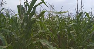 Agricultural production threatened by combination of strong El Niño conditions and high input prices in many countries