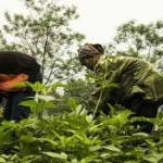 China grows more than a third of its vegetables on a tiny slice of farmland