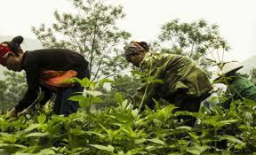 China grows more than a third of its vegetables on a tiny slice of farmland