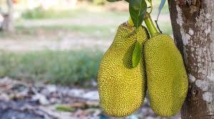 How To Tell If A Jackfruit Is Ripe Using Simple Visual And Touch Tests