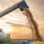Climate change could make soybeans bigger but less nutritious