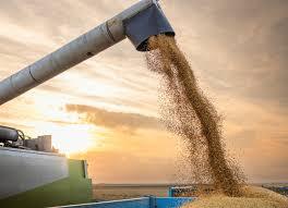 Climate change could make soybeans bigger but less nutritious