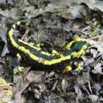 Climate change is now causing more local extinction in temperate regions than the tropics, surprising study shows