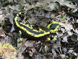 Climate change is now causing more local extinction in temperate regions than the tropics, surprising study shows