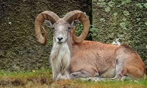 A mountain sheep’s breeding season may be moving with the climate