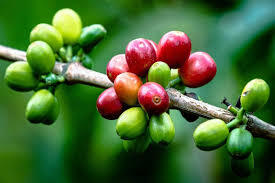 Coffee Prices Fall as Brazil Coffee Harvest Resumes