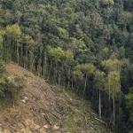 More Than 2.8 Million Trees on Forest Land Approved For Felling in Three Years: Report