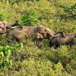 Elephants can socialise and forage in all-male groups, shows study