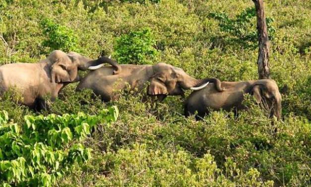 Elephants can socialise and forage in all-male groups, shows study
