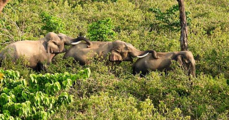 Elephants can socialise and forage in all-male groups, shows study