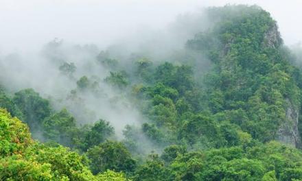 Tropical forests are absorbing far less carbon than we thought