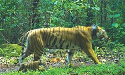 Zeenat and her four cubs doing well, have started moving within Similipal
