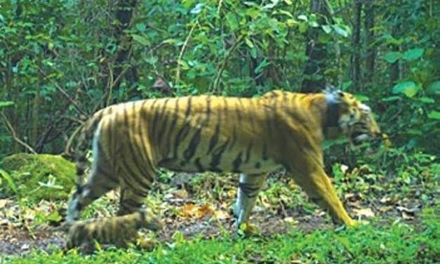 Zeenat and her four cubs doing well, have started moving within Similipal