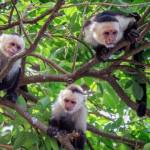 Climate change is driving capuchin monkey mothers to abandon their infants