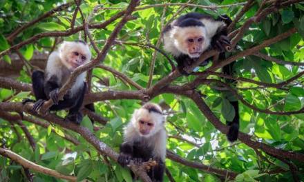 Climate change is driving capuchin monkey mothers to abandon their infants