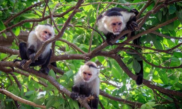 Climate change is driving capuchin monkey mothers to abandon their infants