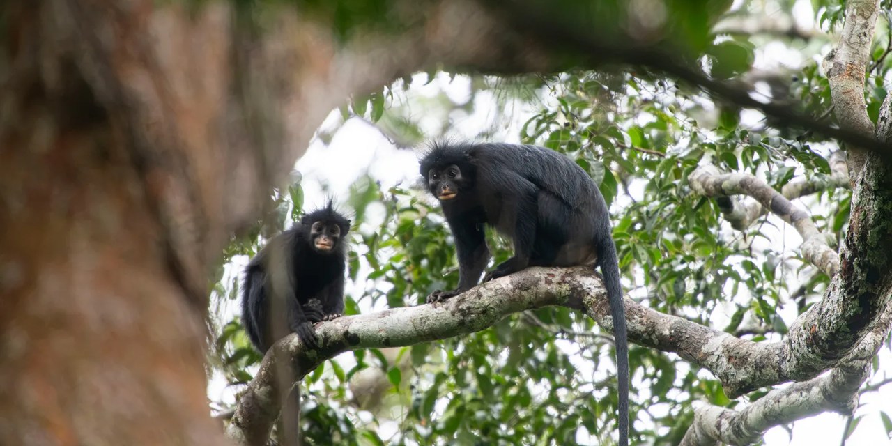 Orange-lipped monkey that roars and snorts deep in Congo rainforest is new species to science