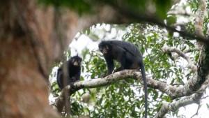 Orange-lipped monkey that roars and snorts deep in Congo rainforest is new species to science 1 Orange-lipped monkey that roars and snorts deep in Congo rainforest is new species to science 1