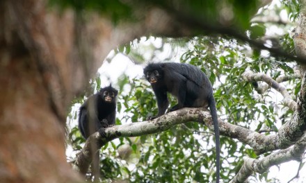 Orange-lipped monkey that roars and snorts deep in Congo rainforest is new species to science