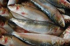Oil sardine population to take a hit as El Nino strengthens, say marine experts